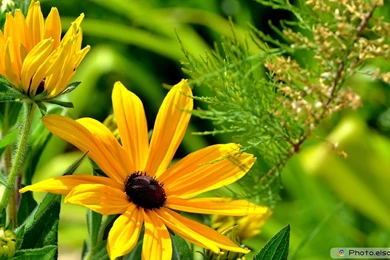 Yellow Flowers Full HD Wallpaper.jpg