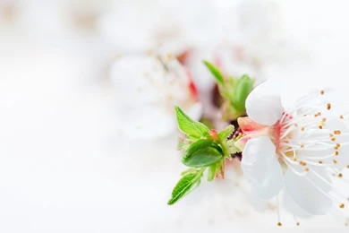 Wallpapers Blossom Tree Flowers White 1920 X 1080 Full Hd   1920 X ...