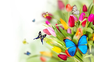 Download Flowers Butterflies Pictures Images Wallpapers 2880x1800 ...