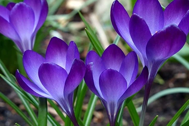 Download Wallpapers 1920x1080 Purple, Green, Flowers, Grass Full HD ...