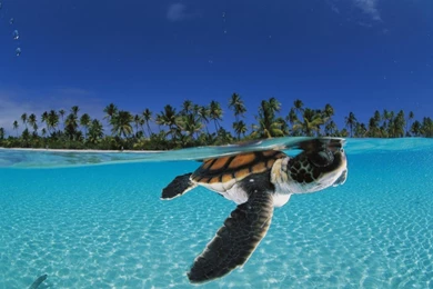 Sea Turtles Wallpapers