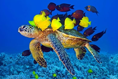 Sea Turtle Fish Wallpapers