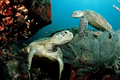 Two Green Sea Turtle HD Desktop Wallpapers : Widescreen : High ...