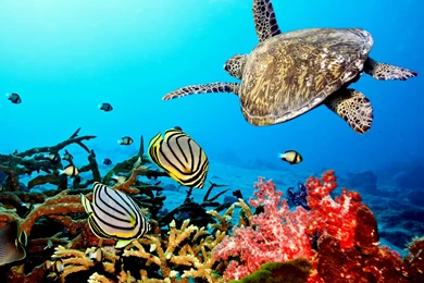 Turtle Wallpapers Full HD For PC Free Download 42575 Full HD ...