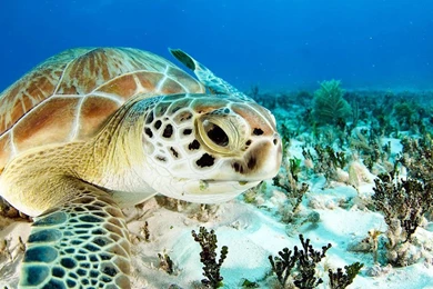 Free Sea Turtle Wallpapers Archives   Free Wallpapers In