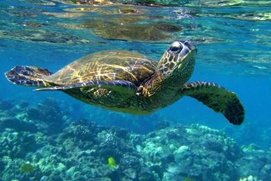 Top Ocean Animals Desktop Background Images For Pinterest