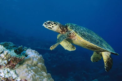 Top Sea Turtle Backgrounds Wallpaper Images For Pinterest