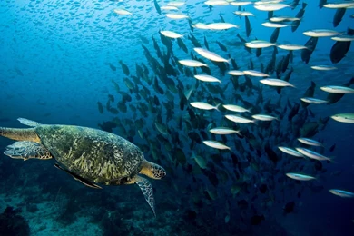 Sea Turtle And Fish Wallpapers   Free Wide HD Wallpapers