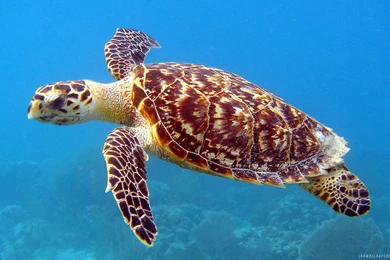Sea Turtle Wallpapers