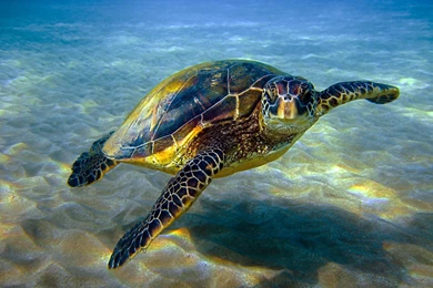 Save Sea Turtle For Next Generation   ANIMALS   ANIMALS