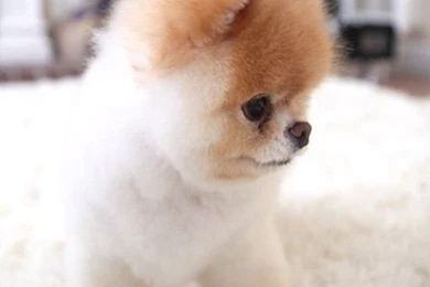 Fluffy Pup Wallpapers   CuteImages.net