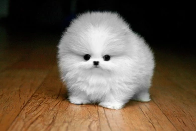 Download Cute White Maltese Toy Pup Hd Wallpapers 1170x760 Surftin ...