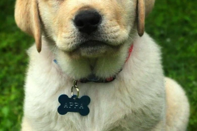 Pup HD Desktop Wallpapers : Widescreen : High Definition ...