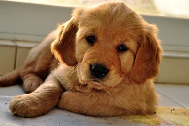 Golden Retriever Pup Wallpapers