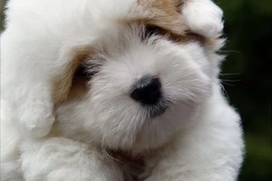 Cute Pup Wallpapers   CuteImages.net