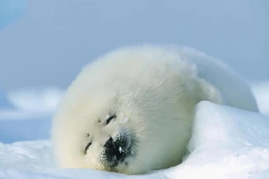 Download Wallpapers Harp Seal Pup (1366 X 768). Desktop Wallpapers ...