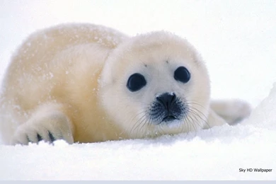 Cute Baby Harp Seal Pup