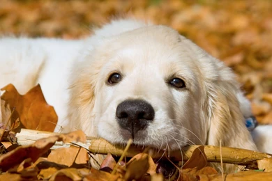 Golden Retriever Pup   The Dog Wallpapers   Best The Dog Wallpapers