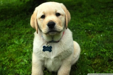 Pup HD Desktop Wallpapers : Widescreen : High Definition ...