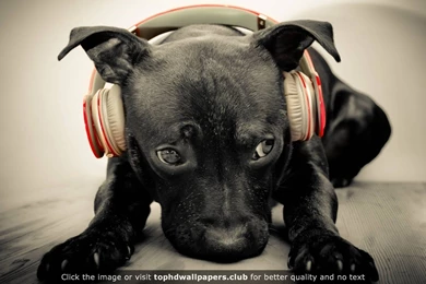 Cute Pup 4K Or HD Wallpapers For Your PC, Mac Or Mobile Device