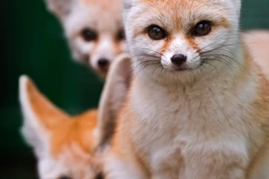 Fennec Fox Pup   Wallpaper.