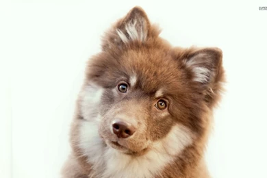 Curious Pup Wallpapers   Animal Wallpapers