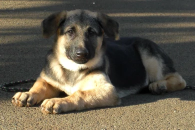 German Shepherd Puppy Wallpapers   , New Wallpapers, New Wallpapers