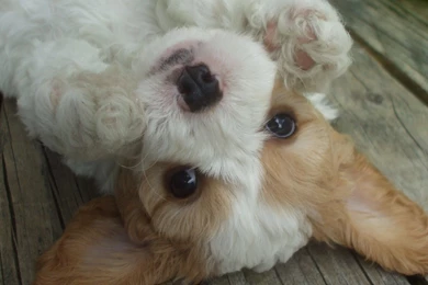 2048x1536 Wallpapers Page 123: Playing Toy Orange Cat Tabby Cute ...