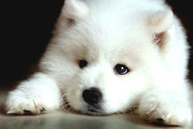 Samoyed Wallpapers
