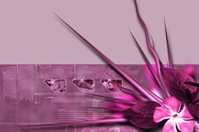 Pink Wallpapers   Thumbgal