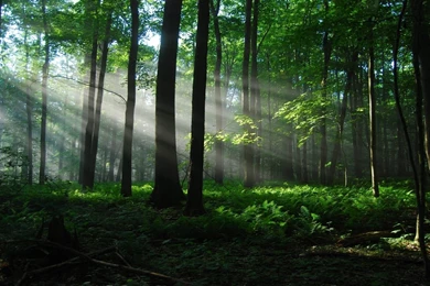 Wallpaper Nature HD.jpg