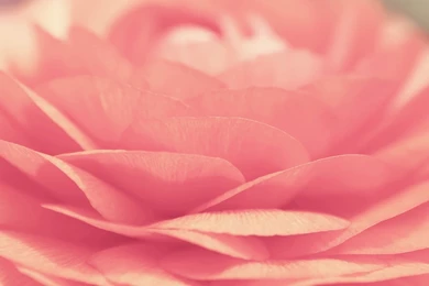 1920x1080 Pink Rose Desktop PC And Mac Wallpapers