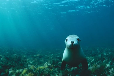 Underwater Wallpapers 3368 Cool HD   Wallnos.com