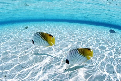 Two Fish Underwater Wallpapers