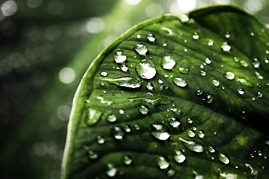 Water Drops On Leaf HD Wallpapers