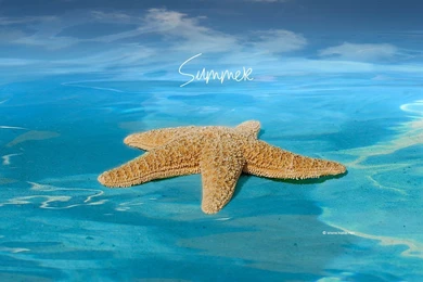 Top Summer Season Wallpaper Images For Pinterest