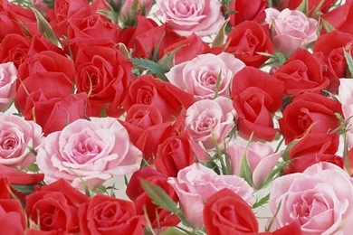Rose Flowers Wallpaper: Rose Flower Background Images