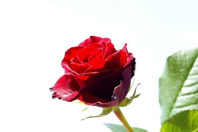 Rose Flowers Red Wallpaper Background.jpg