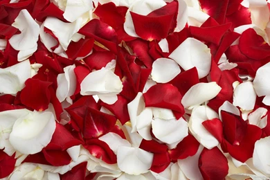 Picture Red Rose Flower On White Backgrounds Wallpapers