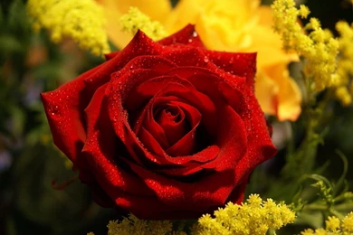 Red roses flower rose Images 531.jpg