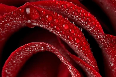 Flower Wallpapers Free: Red Flower Backgrounds