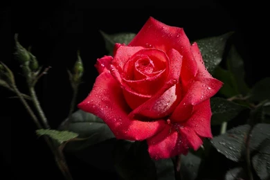 Black Roses Flower Wallpaper, Size: 1920x1200