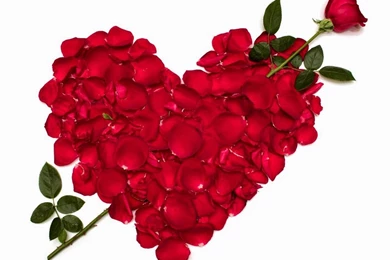 5 Best Rose Flower Wallpapers For Desktop & Mobile Backgrounds ...