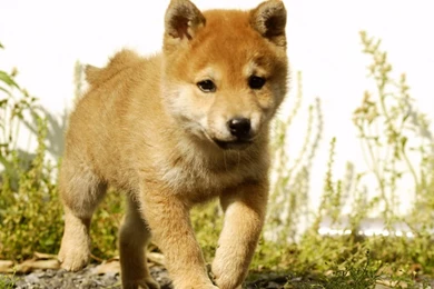 Puppy Dog New Wallpapers 635 Hd Wallpapers