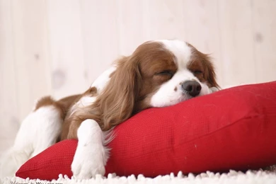 Lively Dogs   Pet Dog Puppy Wallpapers 1024x768 NO.38 Desktop ...