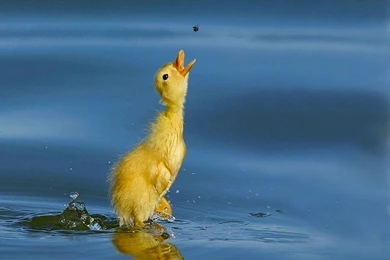 Lovely Duck Wallpapers HD   HD Images New