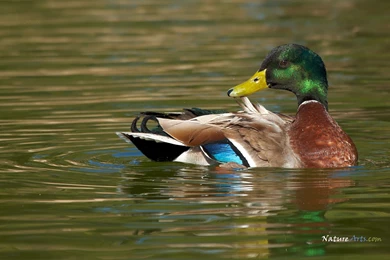 8th Page Of Desktop, Wildlife Wallpapers / Nature Wallpapers