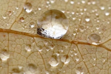 640x1136 Wallpapers Water Drops On A Leaf iPhone 5 Wallpapers