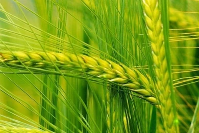 Close up Of Green Wheat iPhone Wallpapers