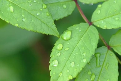 640x1136 Wallpapers Little Green Leaves iPhone 5 Wallpapers